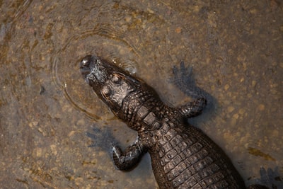On the surface of a crocodile
